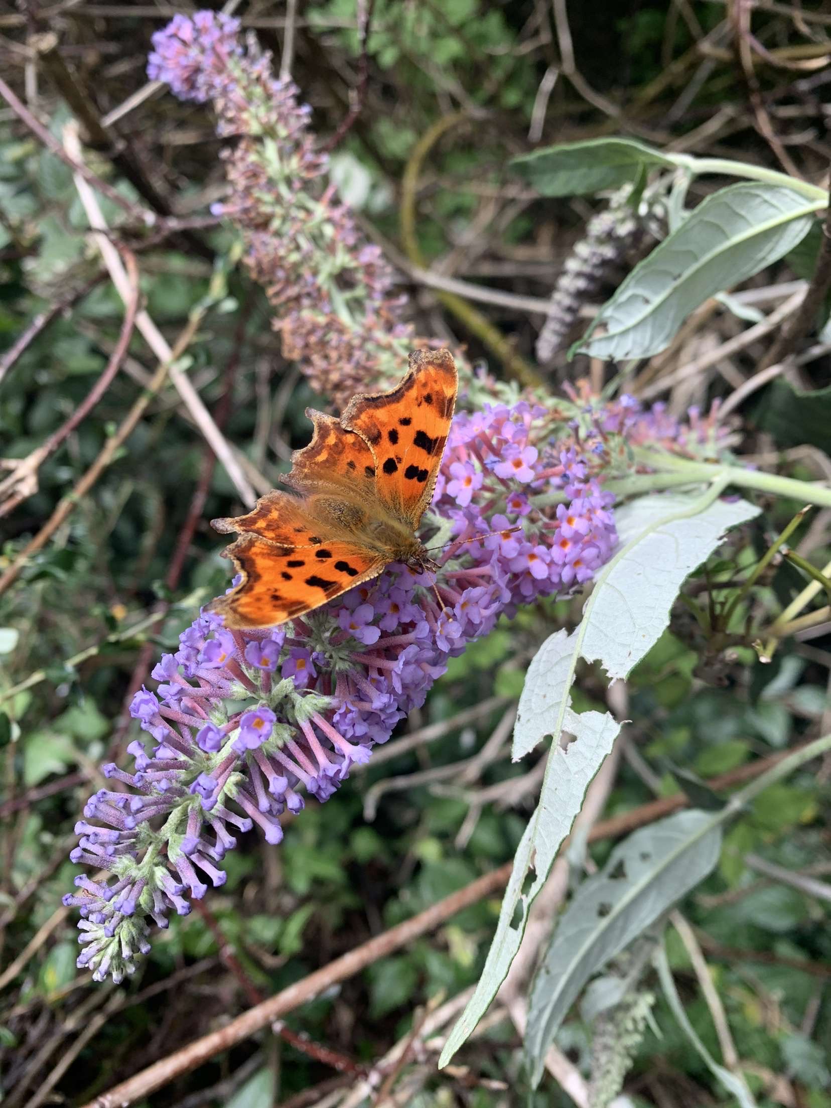 Beautiful garden