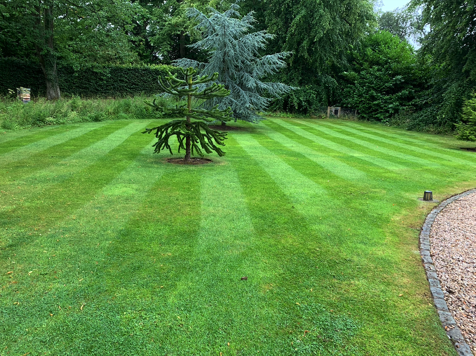 Perfectly mowed lawn